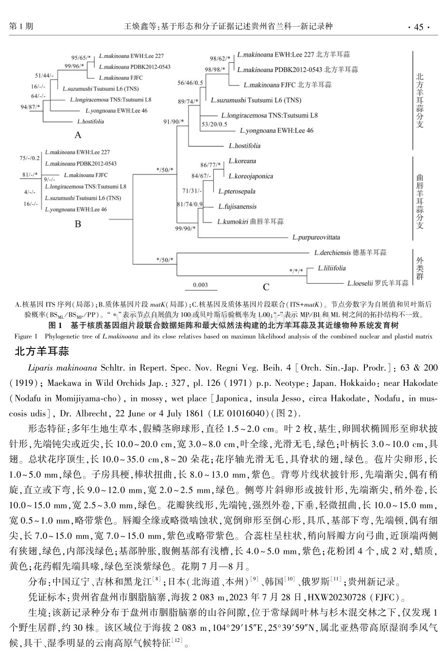 基于形态和分子证据记述贵州省兰科一新记录种.pdf_第3页