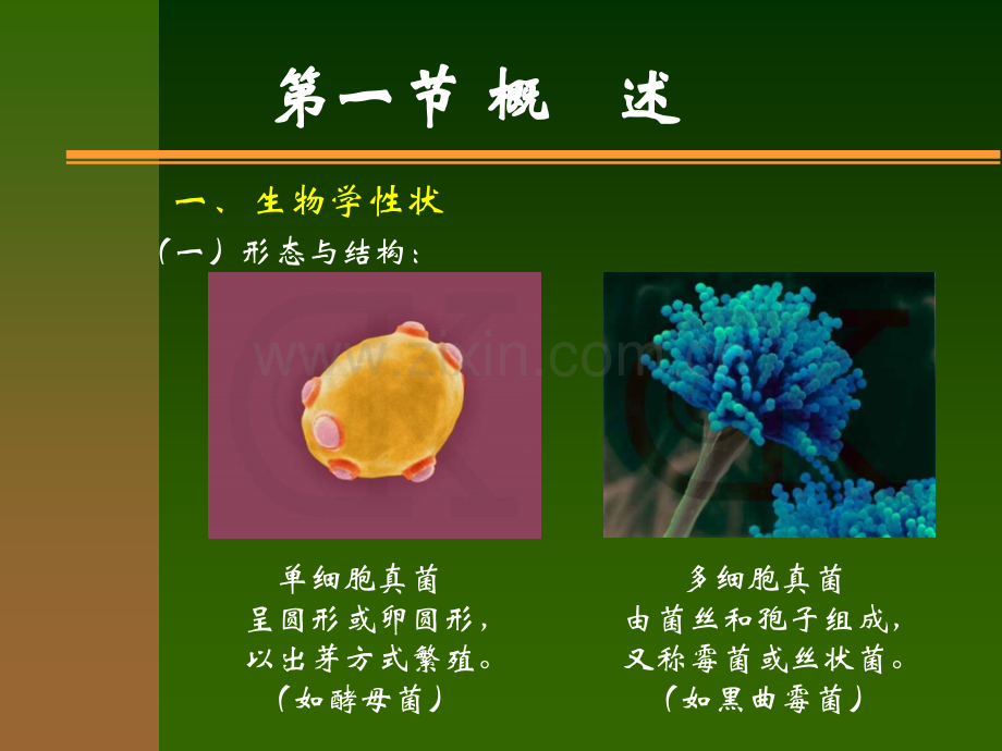 《医学免疫学与医学微生物学》课件第二十四章-真菌.ppt_第2页