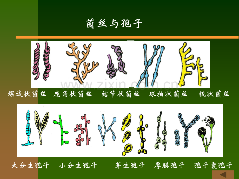 《医学免疫学与医学微生物学》课件第二十四章-真菌.ppt_第3页