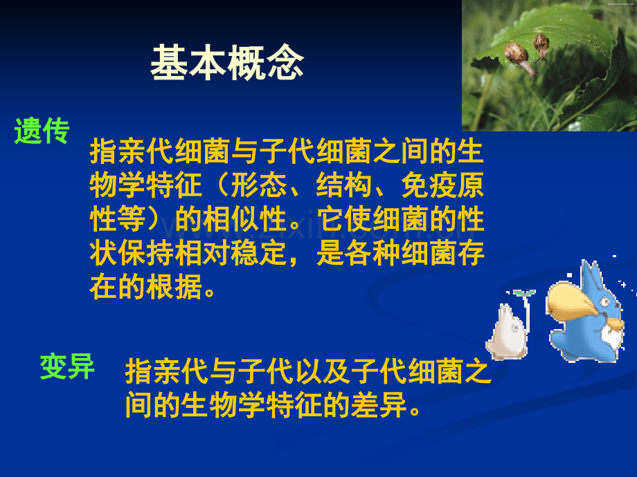 《医学免疫学与医学微生物学》课件第十二章-细菌的遗传与变异.ppt_第2页