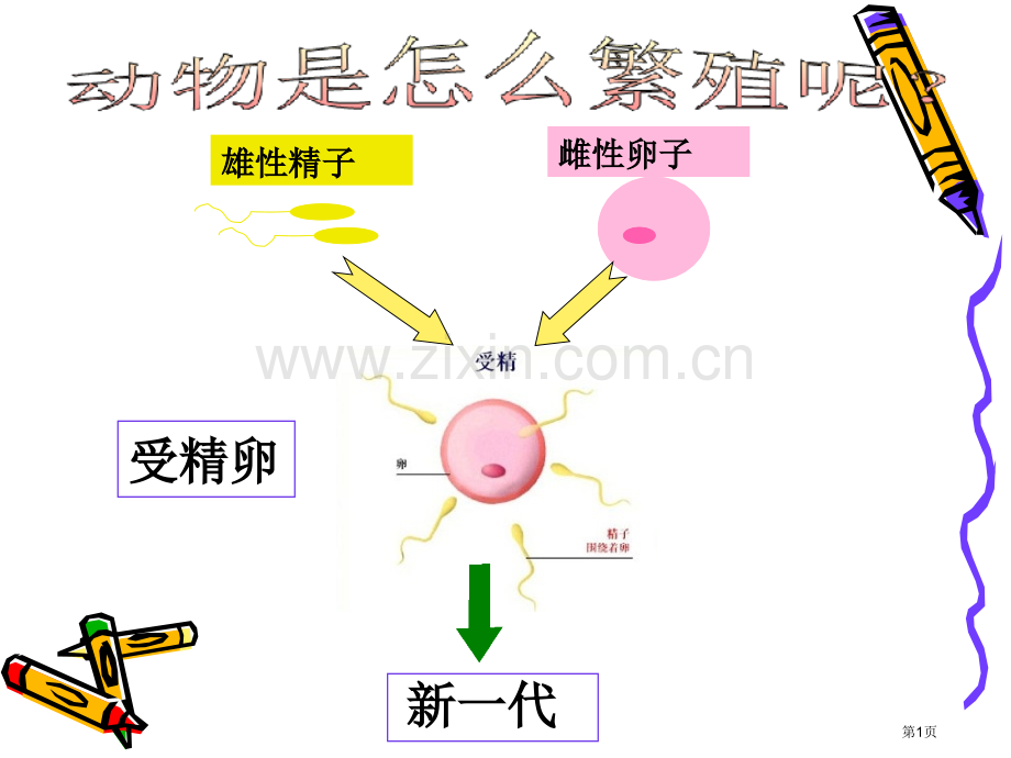 四年级下科学动物的繁殖活动市公开课一等奖省优质课赛课一等奖课件.pptx_第1页