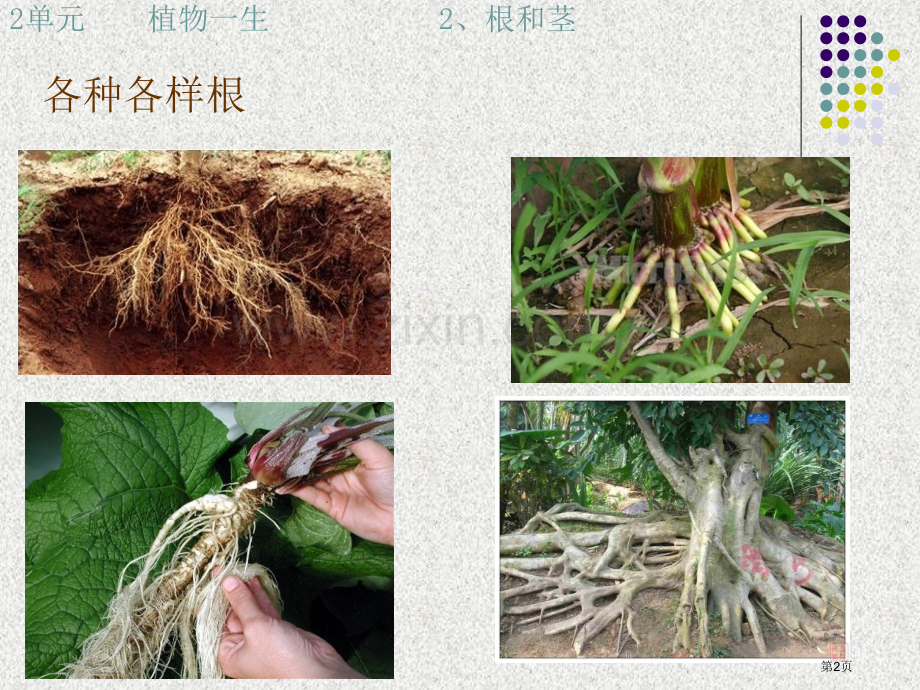 三年级下科学根和茎市公开课一等奖省优质课赛课一等奖课件.pptx_第2页