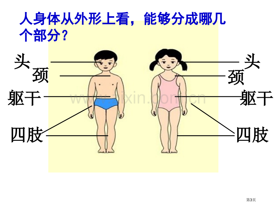 我们的身体2青岛版三年级下册科学市名师优质课比赛一等奖市公开课获奖课件.pptx_第3页