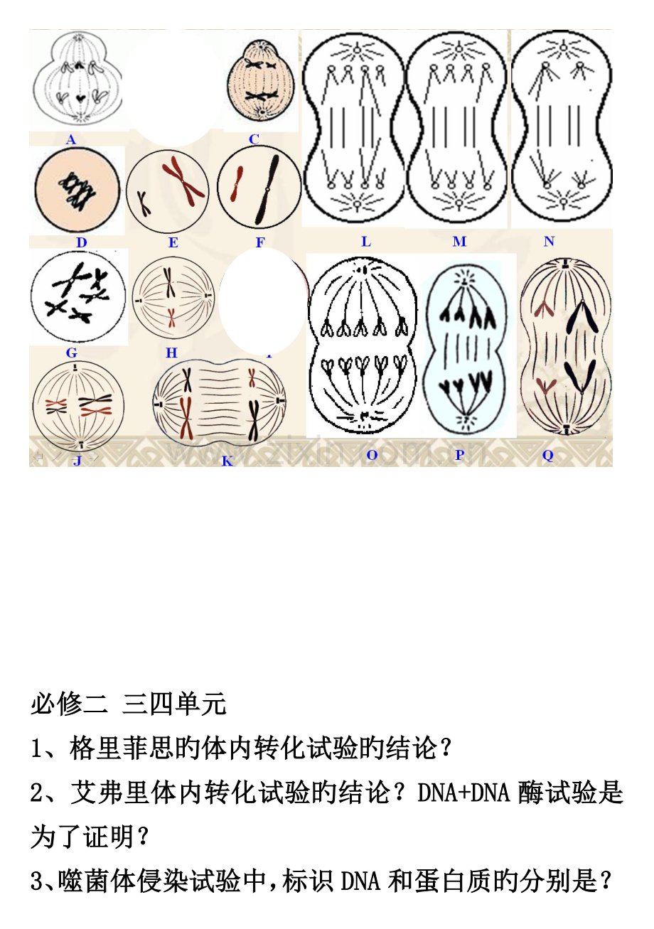 2023年生物学业水平考试复习提问必修二.doc_第3页