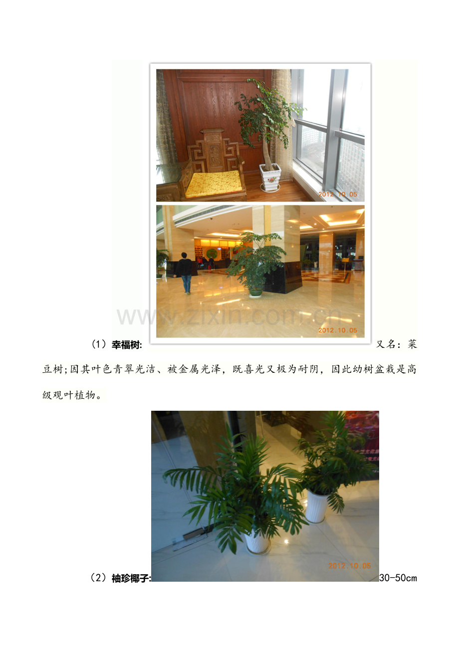 室内植物装饰与设计调查报告.doc_第3页