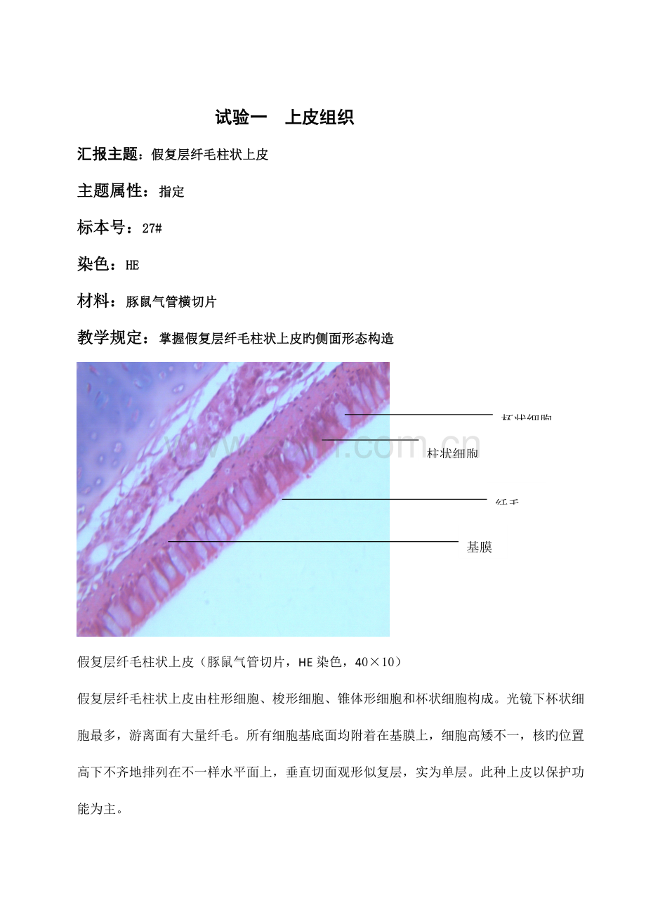 2023年组织胚胎学实验报告.docx_第2页