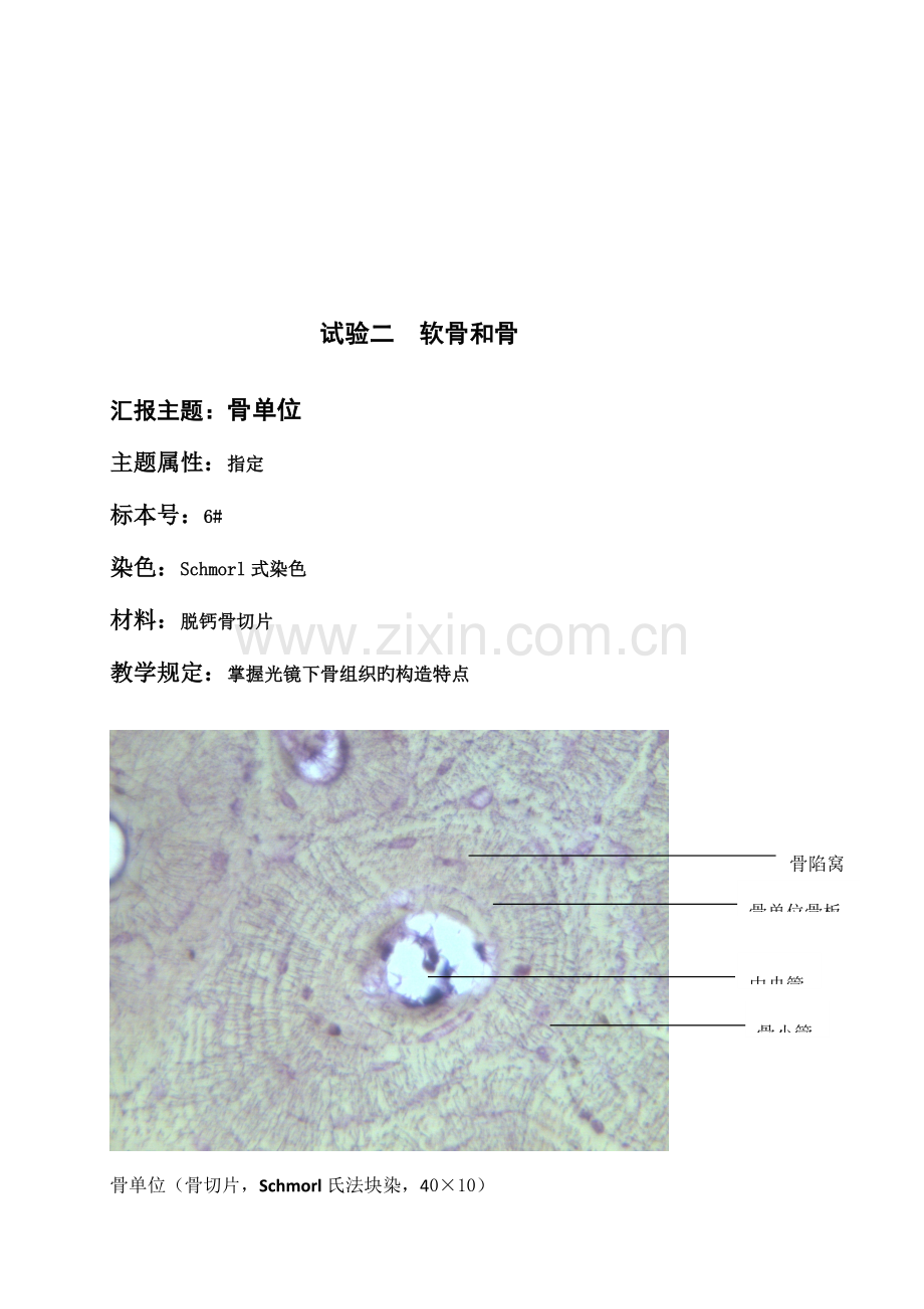 2023年组织胚胎学实验报告.docx_第3页