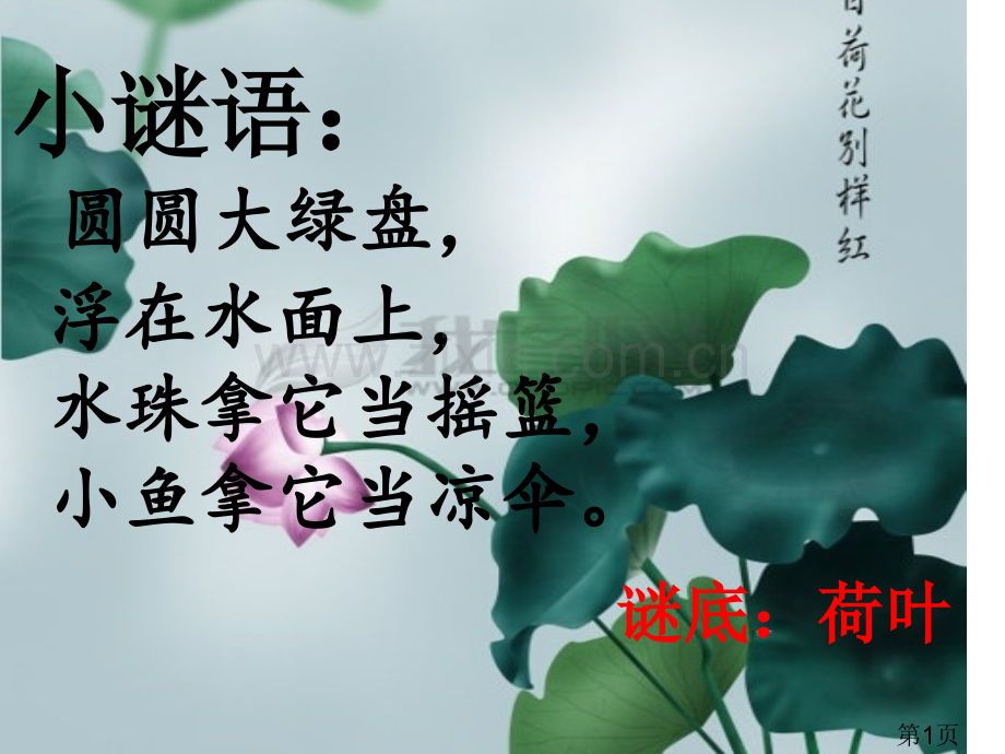 《荷叶圆圆》公开课-原创名师优质课获奖市赛课一等奖课件.ppt_第1页