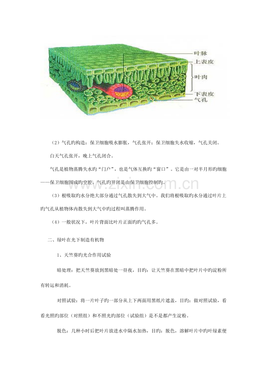 2023年第三单元生物圈中的绿色植物知识点总复习学生用.doc_第2页