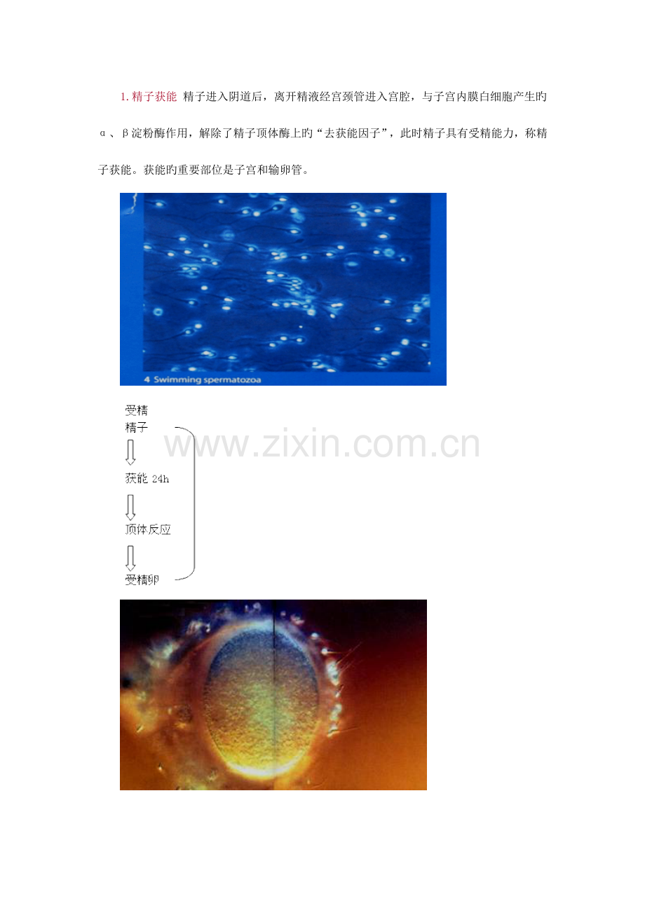 2023年初级护师精要妇产科模板.doc_第2页