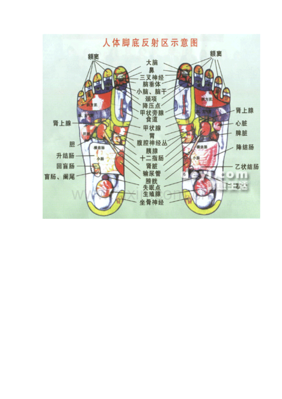 2023年全套高清人体器官内脏骨骼解剖图.doc_第2页