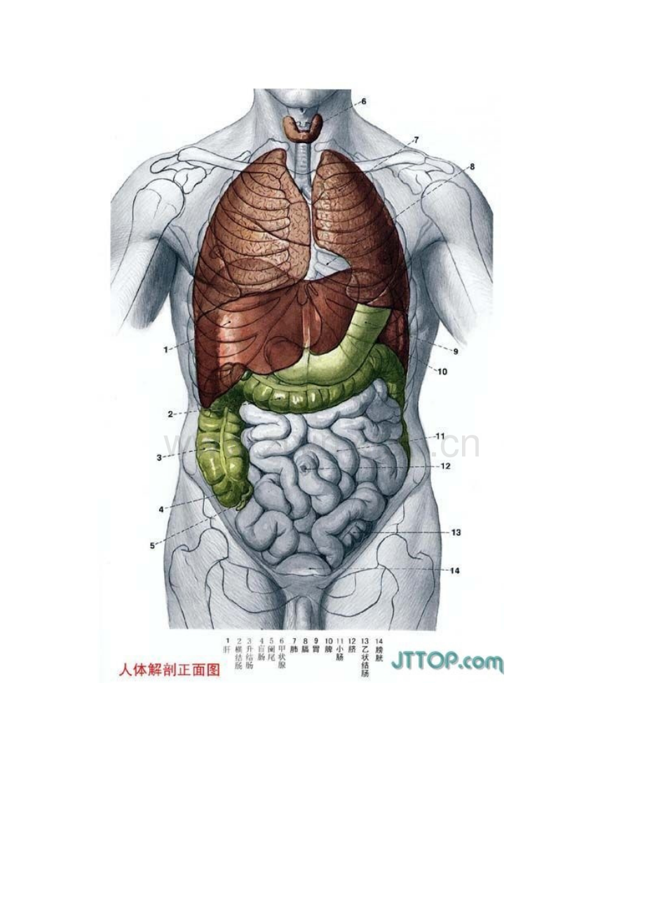 2023年全套高清人体器官内脏骨骼解剖图.doc_第3页