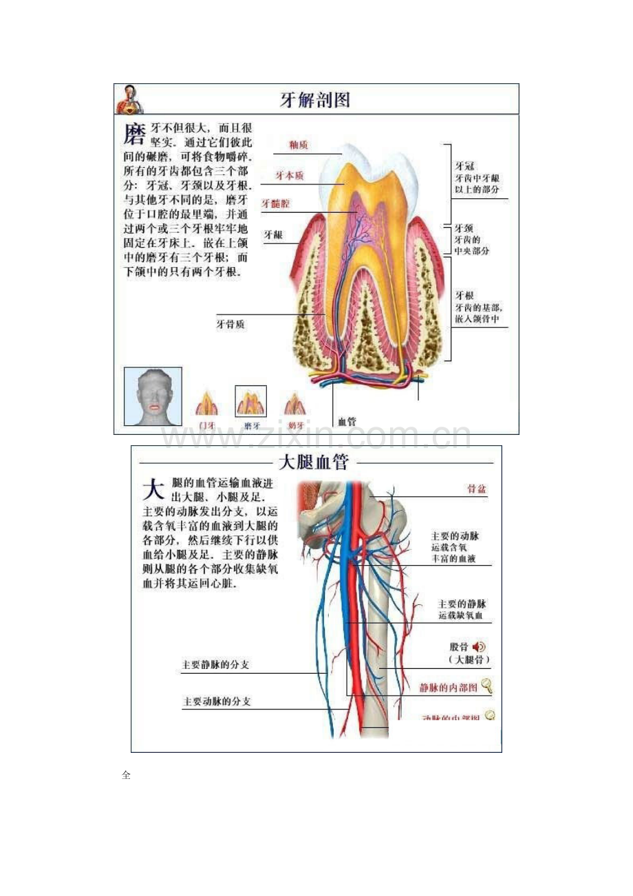 2023年全套人体解剖图彻底了解自己.doc_第1页