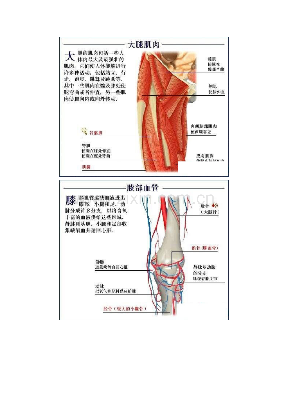 2023年全套人体解剖图彻底了解自己.doc_第2页