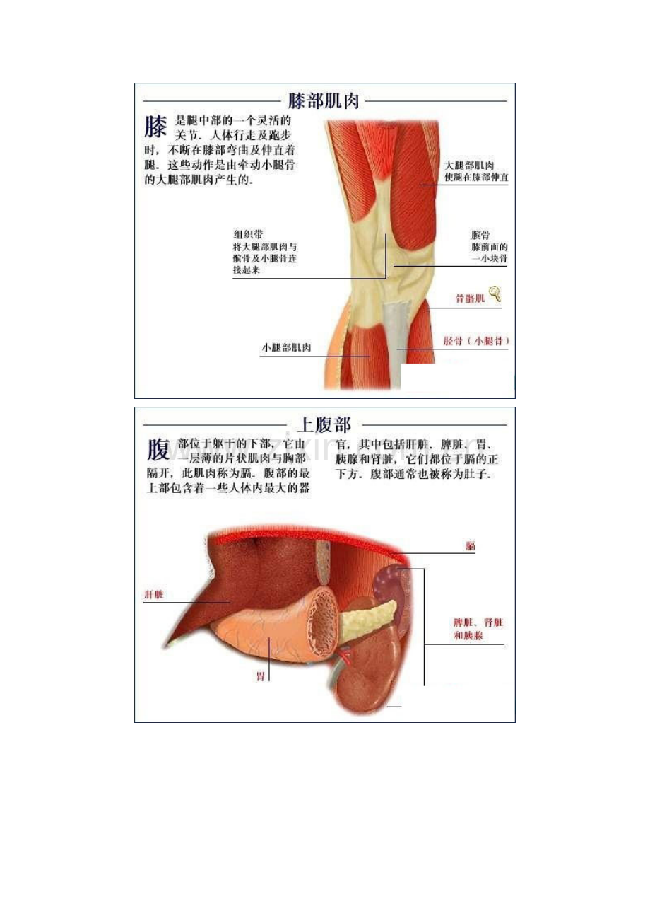 2023年全套人体解剖图彻底了解自己.doc_第3页