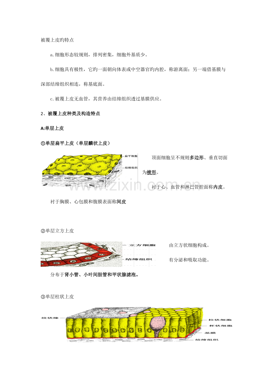 2023年解剖学基础知识点整理.doc_第3页