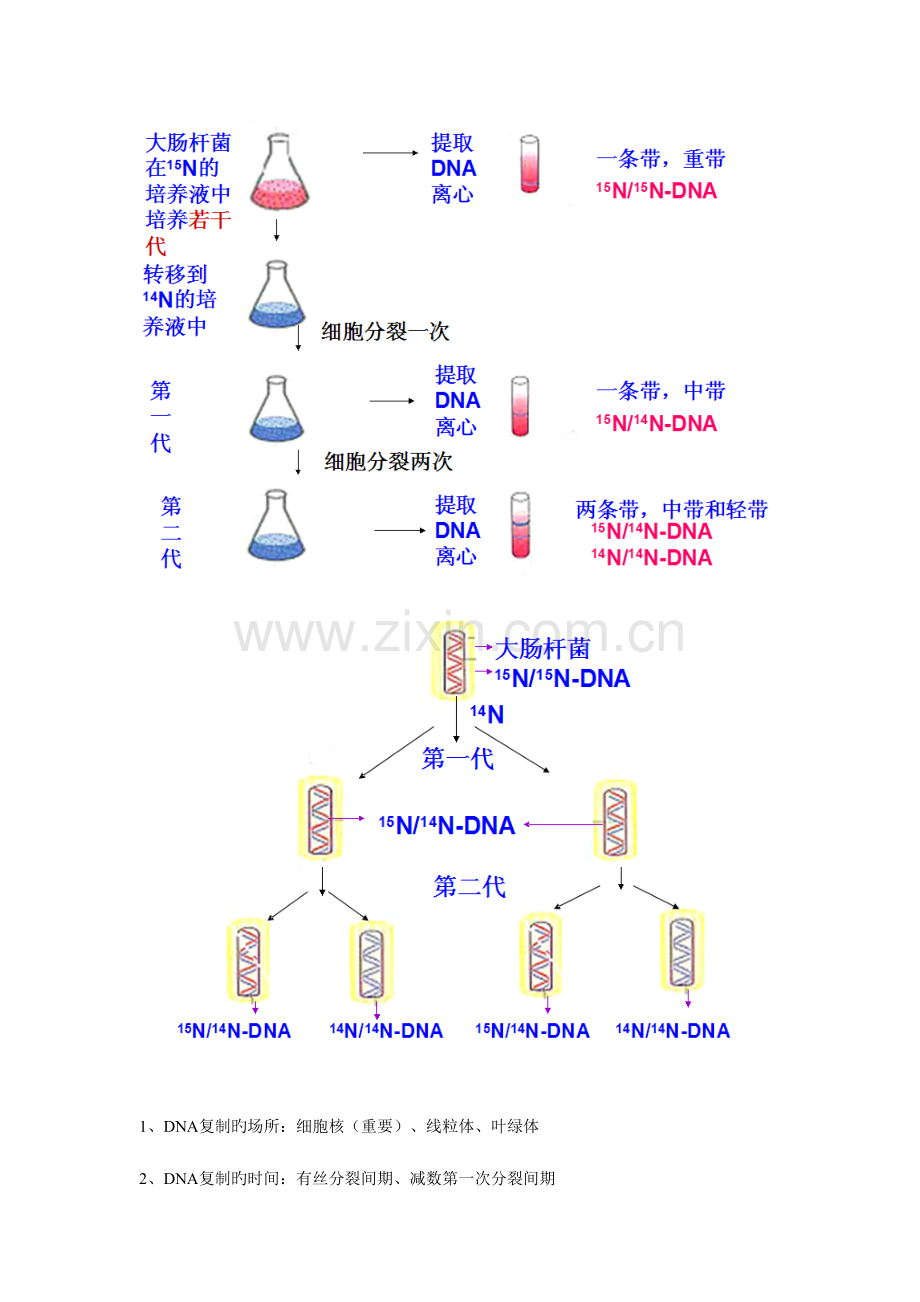 2023年自制DNA复制知识点.doc_第2页