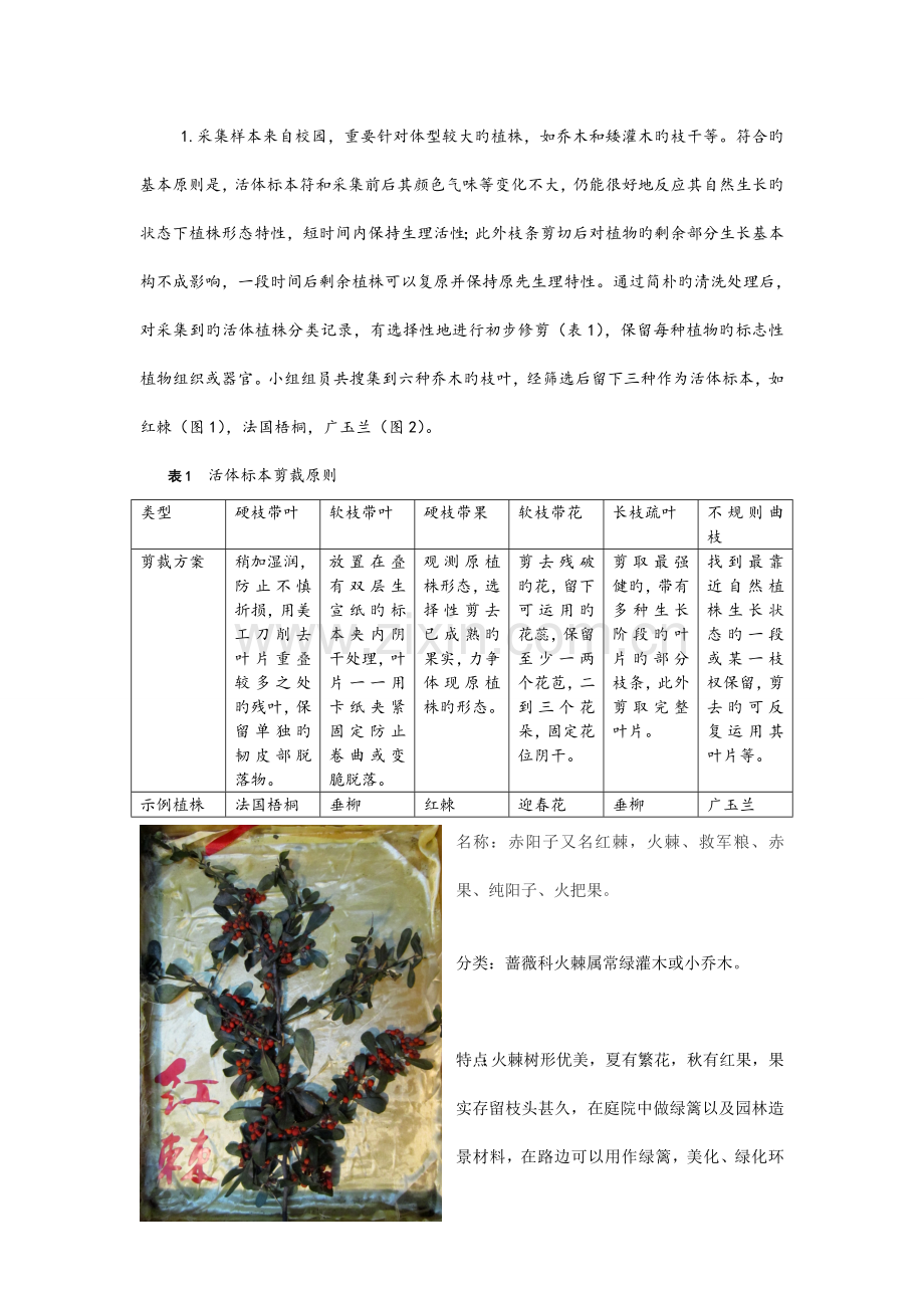 校园常见植物采集调查报告.doc_第2页