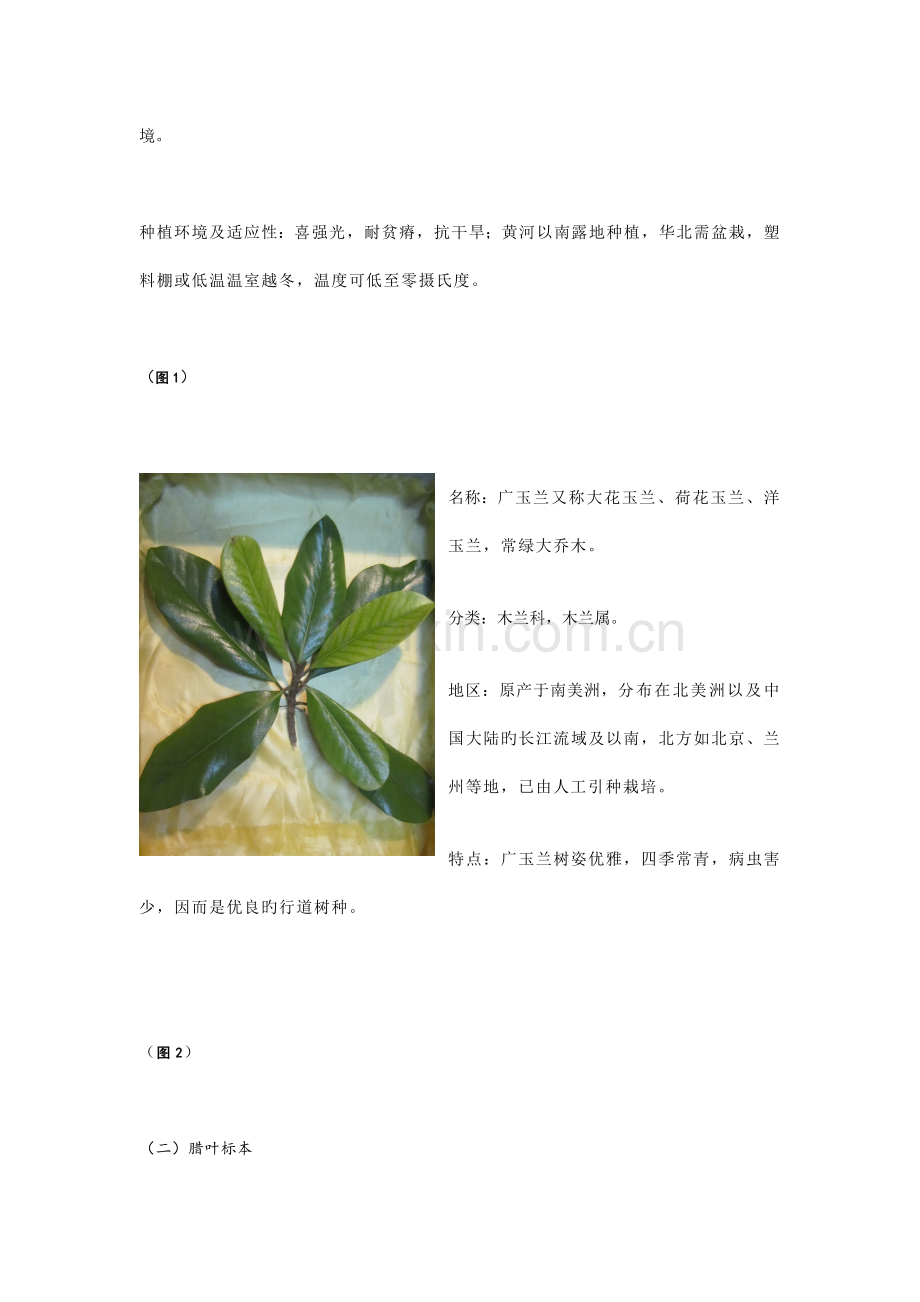 校园常见植物采集调查报告.doc_第3页