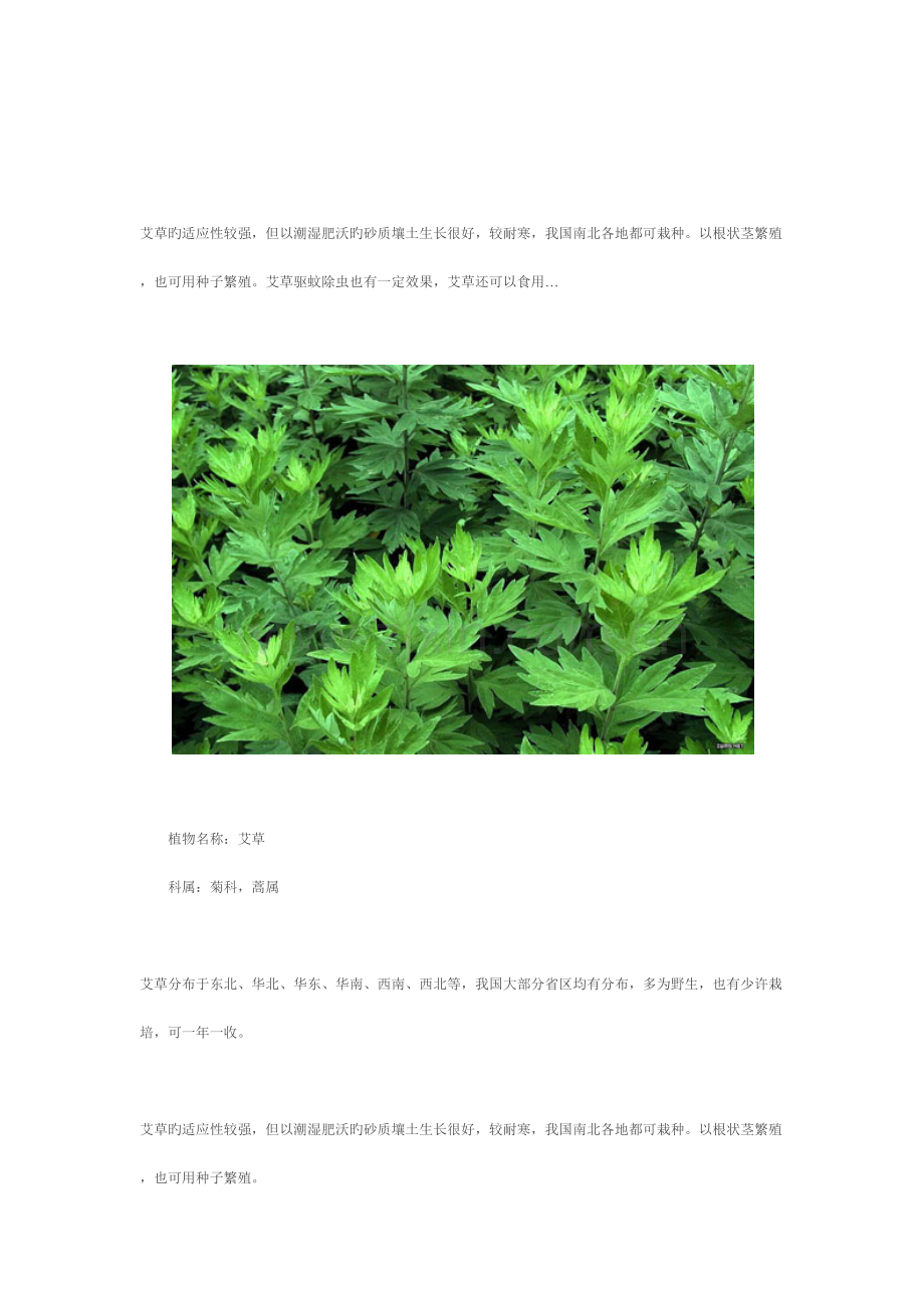 艾草种植技术.docx_第3页