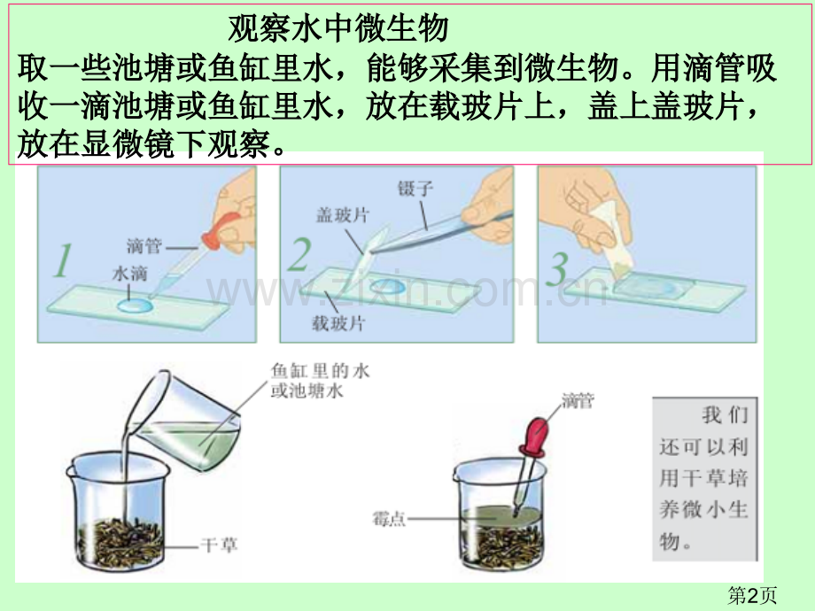 教科版科学六年级下册用显微镜观察身边的生命世界三省名师优质课获奖课件市赛课一等奖课件.ppt_第2页