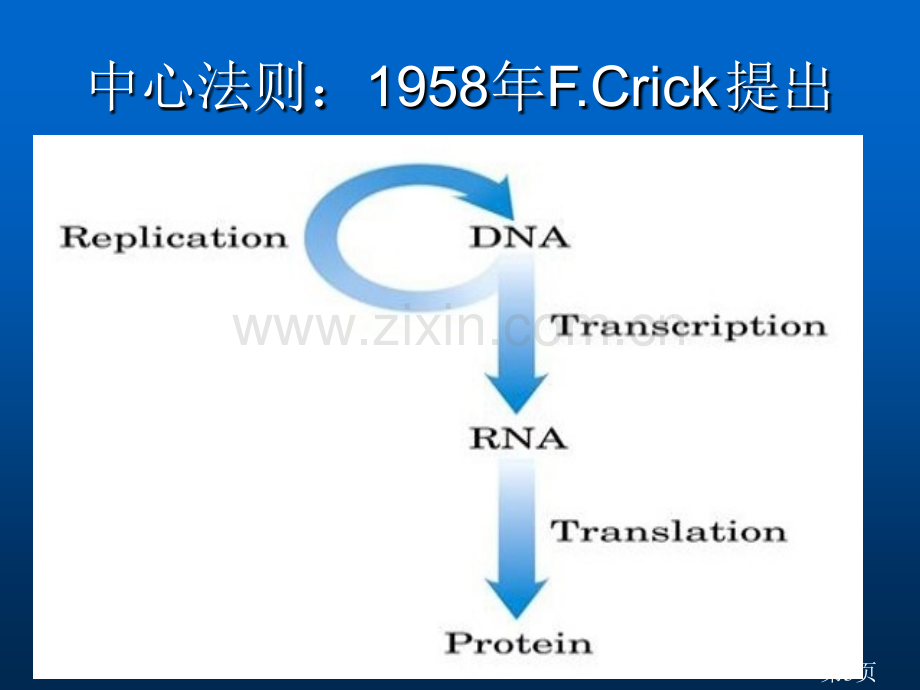 DNA的生物合成复制省名师优质课赛课获奖课件市赛课一等奖课件.ppt_第3页