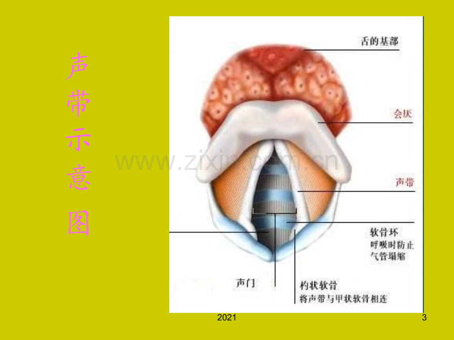 湘艺版初中音乐-变声期的嗓音保护-PPT课件.ppt_第3页