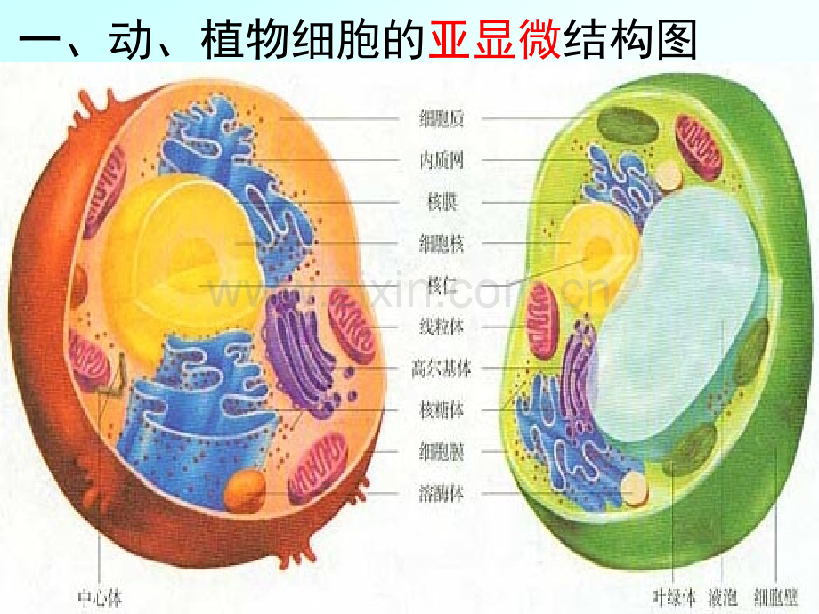 细胞的基本结构021.pptx_第2页