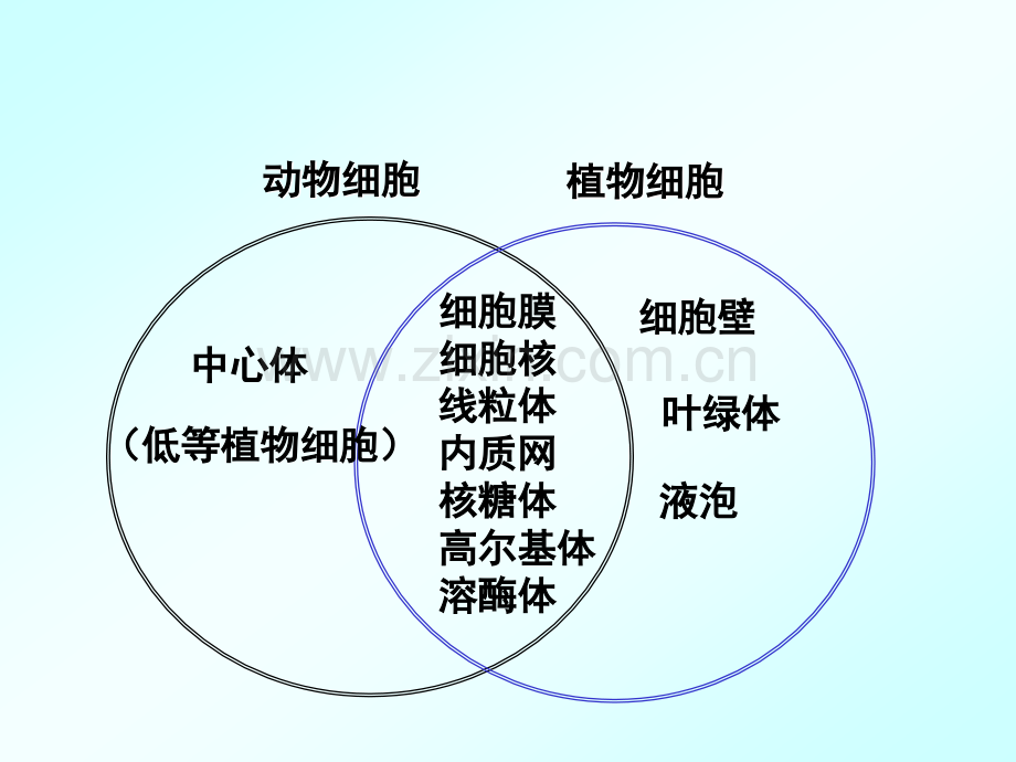 细胞的基本结构021.pptx_第3页