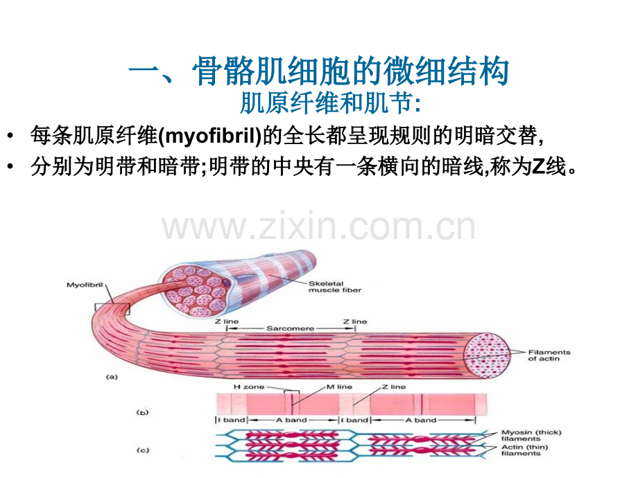 细胞的基本功能4节.pptx_第2页