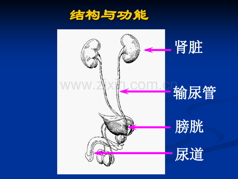 泌尿系统疾病肾小球肾炎.pptx_第3页