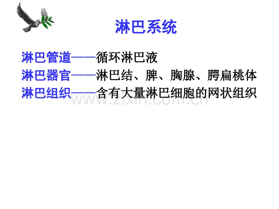 系统解剖学淋巴内分泌系统.pptx_第1页