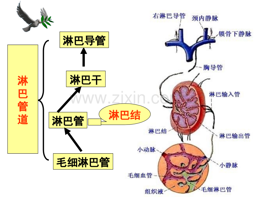 系统解剖学淋巴内分泌系统.pptx_第3页