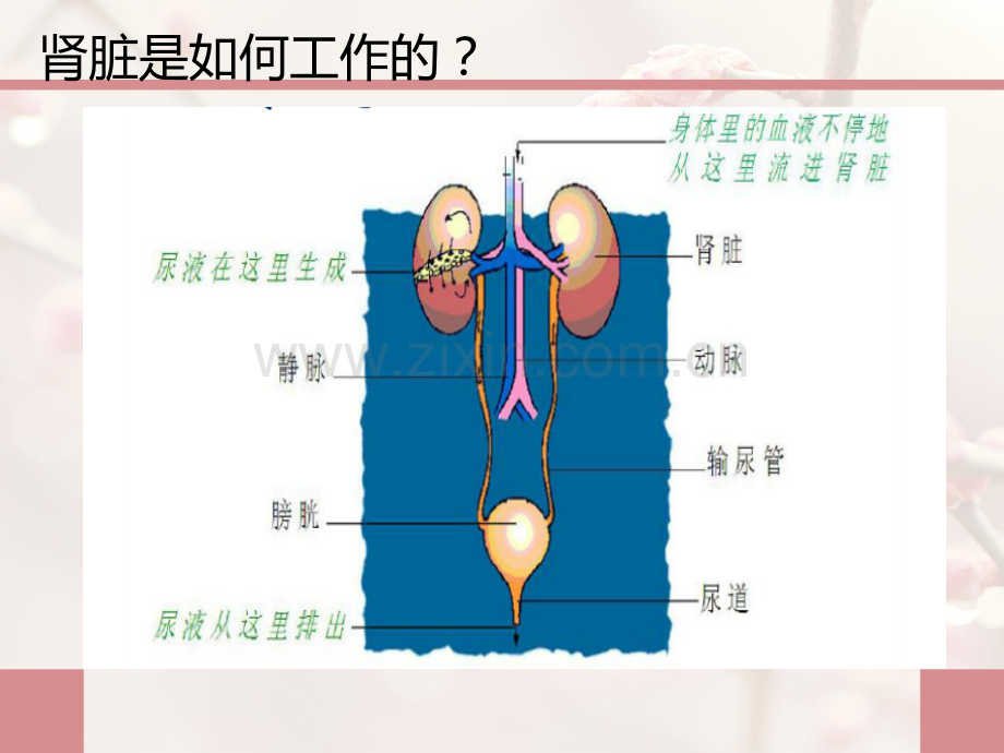 老年慢性肾脏病科普3月.pptx_第3页