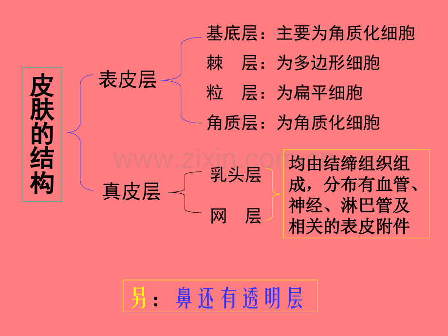 猪皮肤疾病的鉴别诊断.pptx_第2页