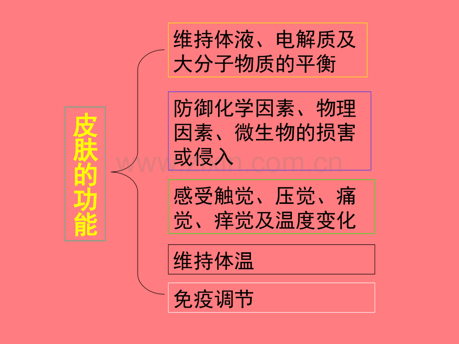 猪皮肤疾病的鉴别诊断.pptx_第3页