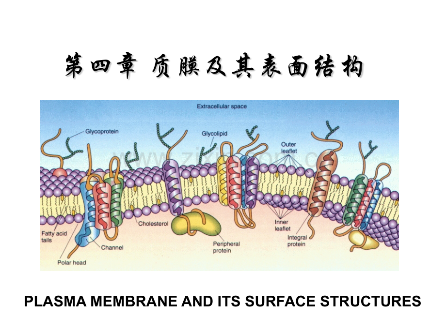 细胞生物学教程质膜及其表面结构.pptx_第1页