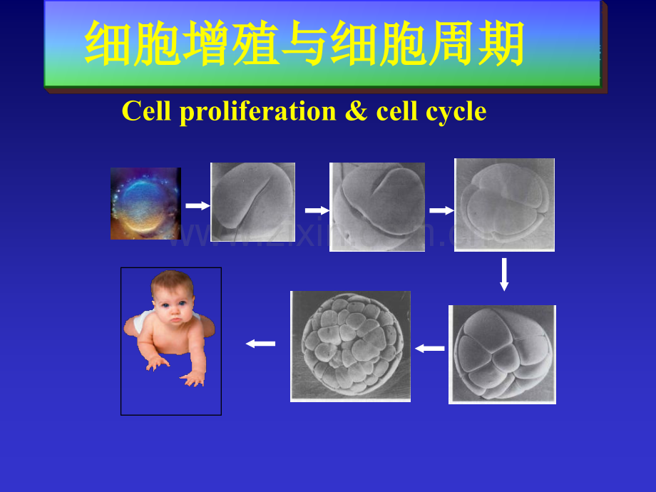 细胞生物学细胞增殖与细胞周期.pptx_第1页