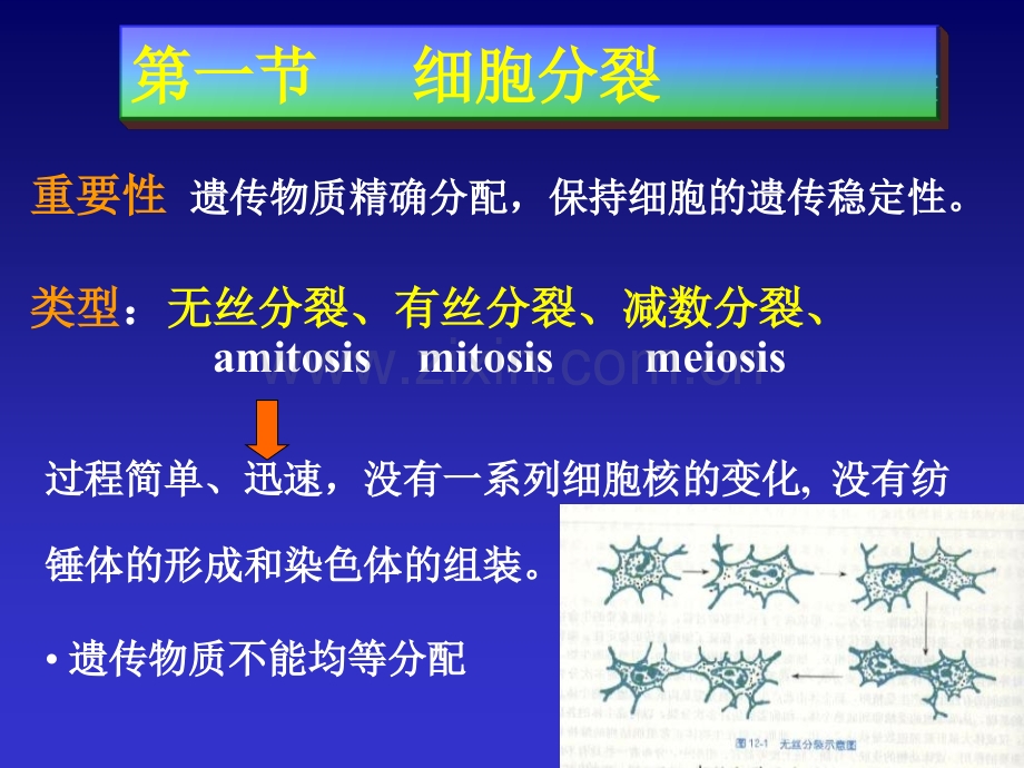 细胞生物学细胞增殖与细胞周期.pptx_第3页