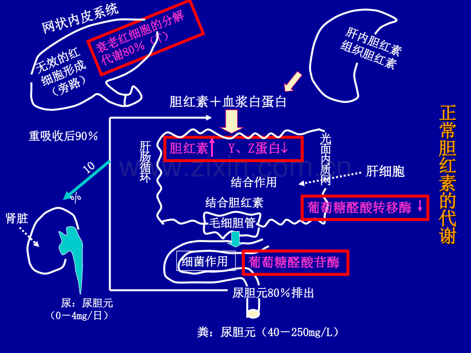 新生儿黄疸及溶血病.pptx_第3页