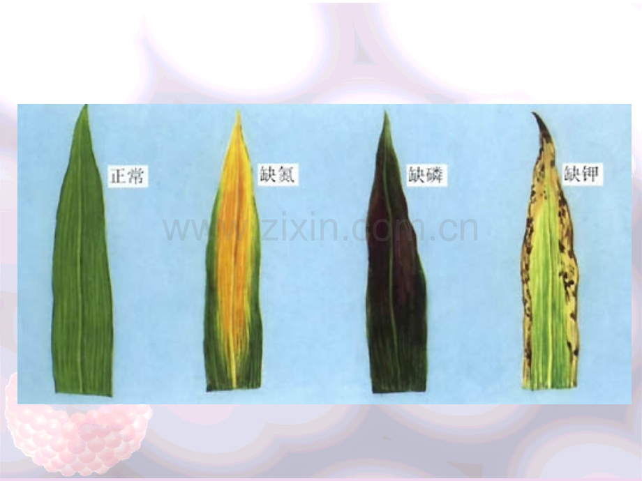 生命的化学组成.pptx_第2页