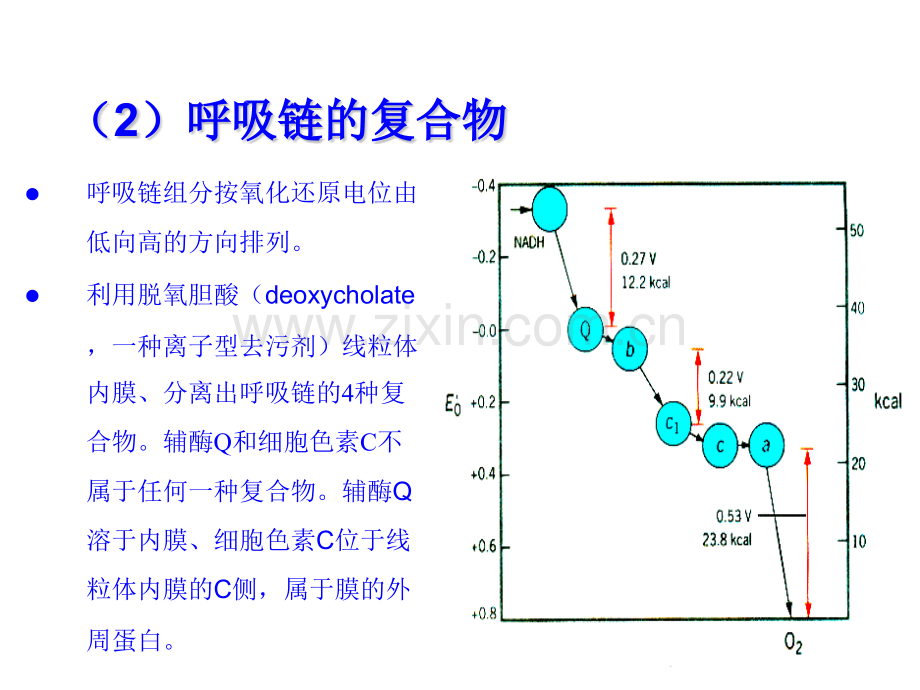 细胞的能量转换2.pptx_第2页