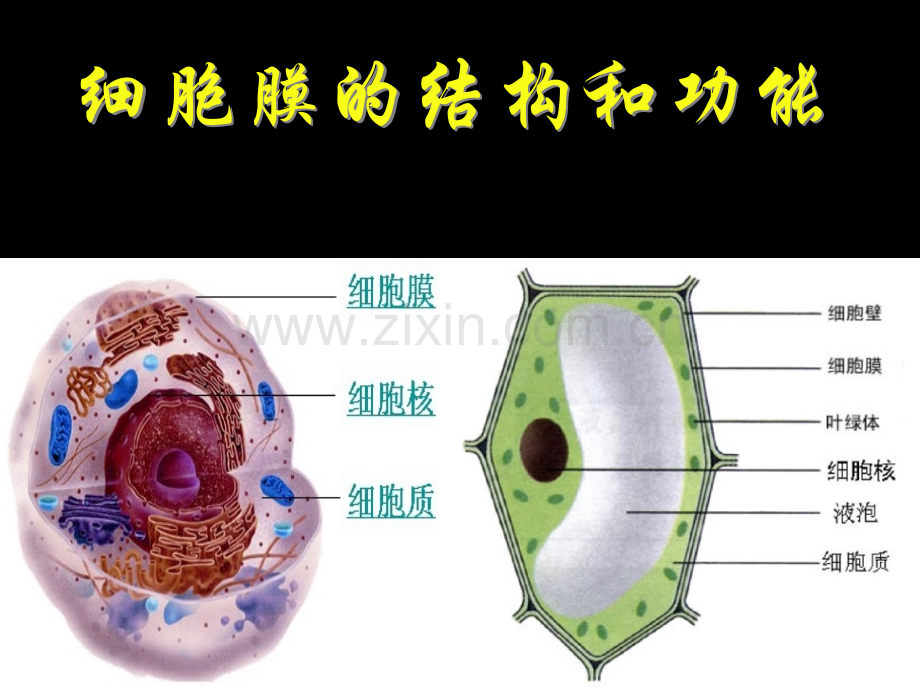 细胞膜苏教版上课.pptx_第1页