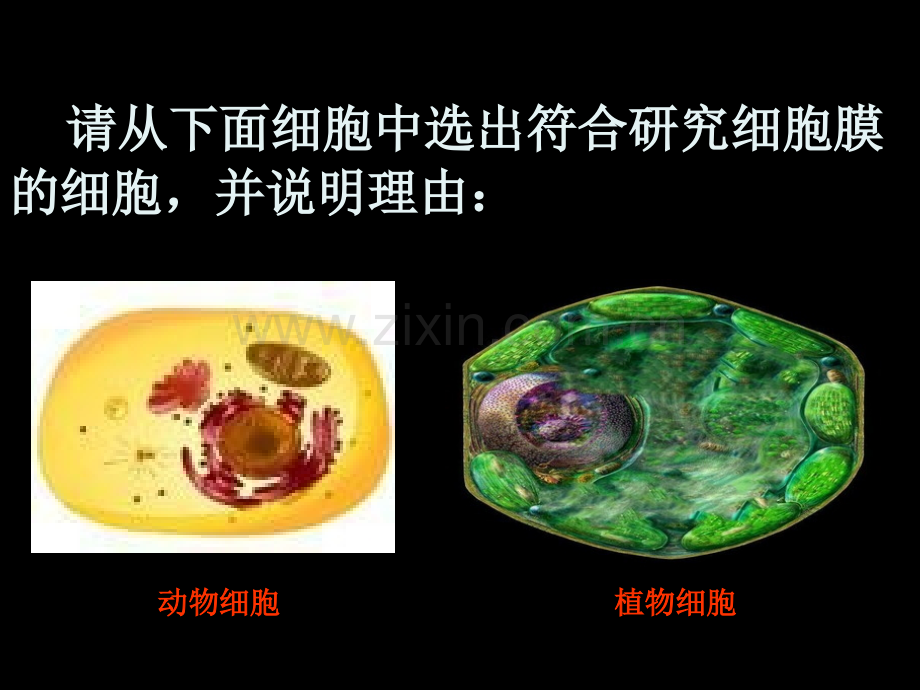 细胞膜苏教版上课.pptx_第3页