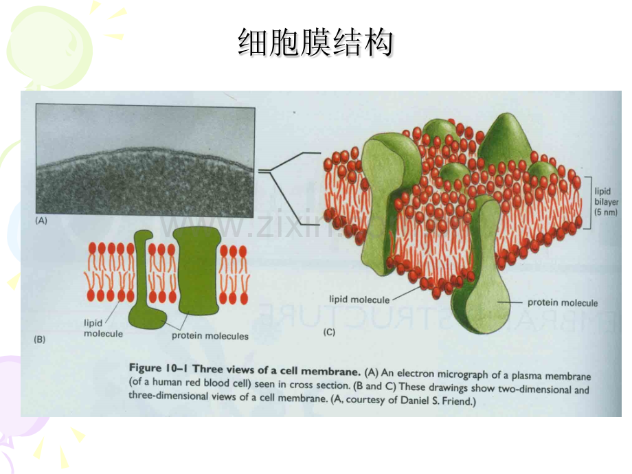 细胞膜与物质的运输改.pptx_第3页