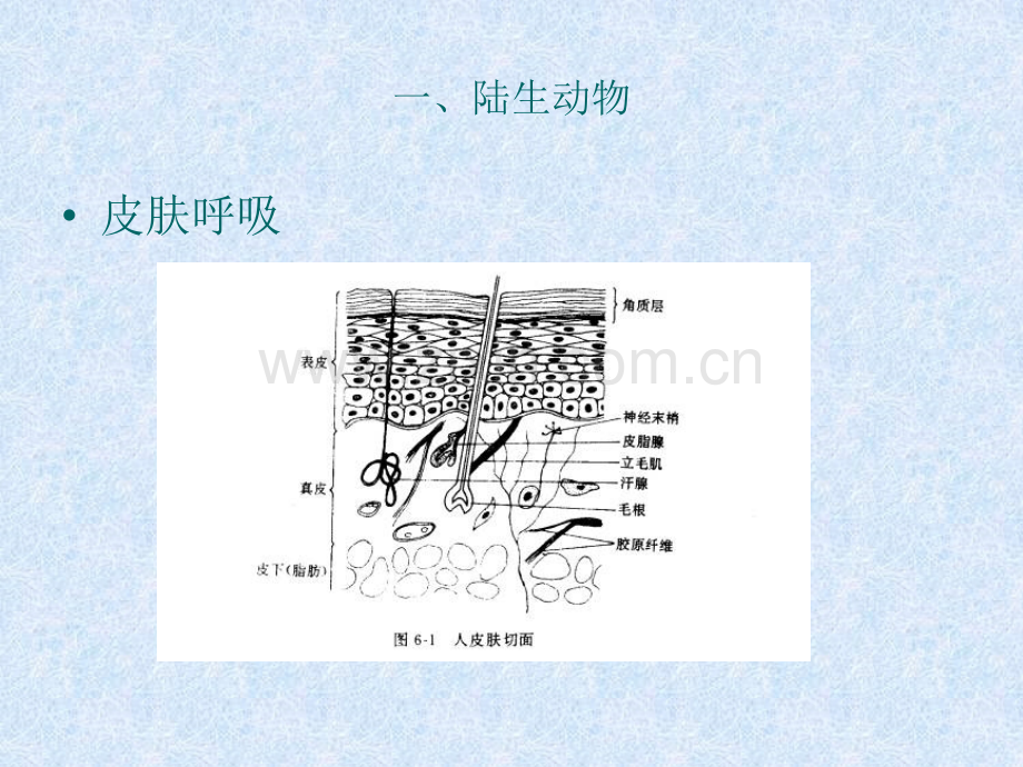 气体交换与呼吸.pptx_第2页