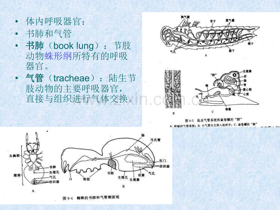 气体交换与呼吸.pptx_第3页