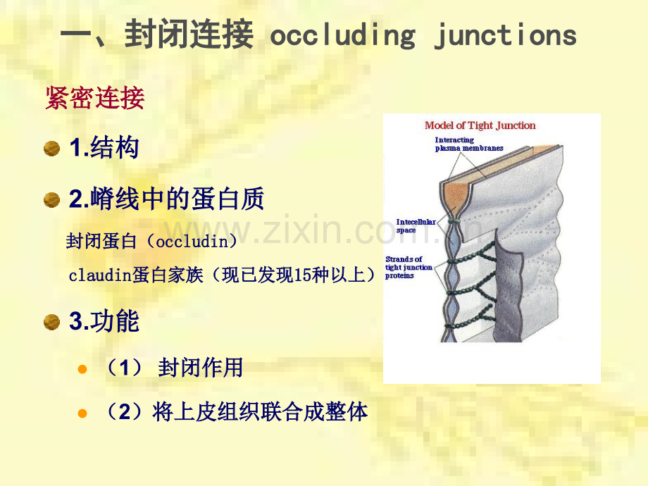 细胞社会的联系.pptx_第3页