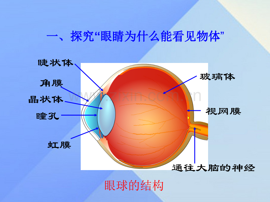 秋八级物理上册眼睛和眼镜新版新人教版.pptx_第3页