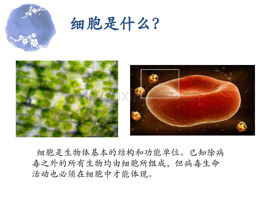 细胞的起源于进化.pptx_第2页